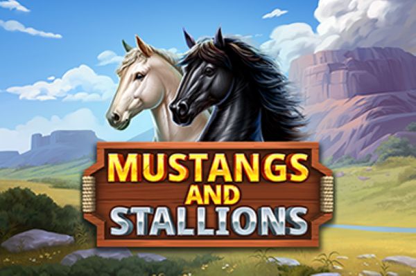 Mustang and Stallions